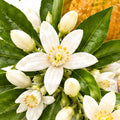 Fleur d’oranger