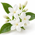 Jasmin